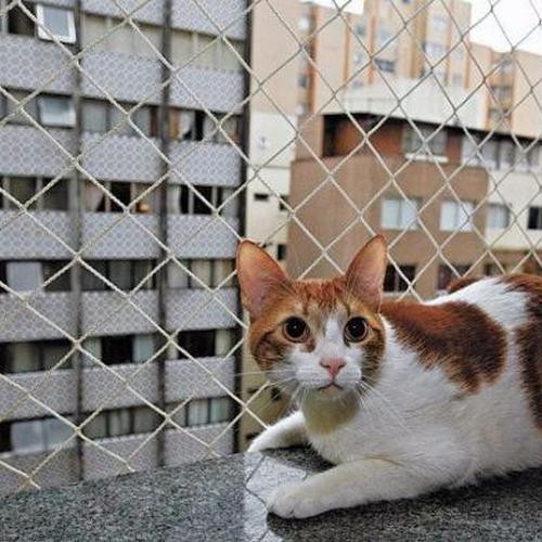 Rede de proteção para gatos